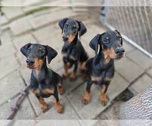 Doberman Pinscher Puppy for sale in WARSAW, IN, USA