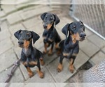 Small Doberman Pinscher