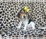 Small #2 Beagle
