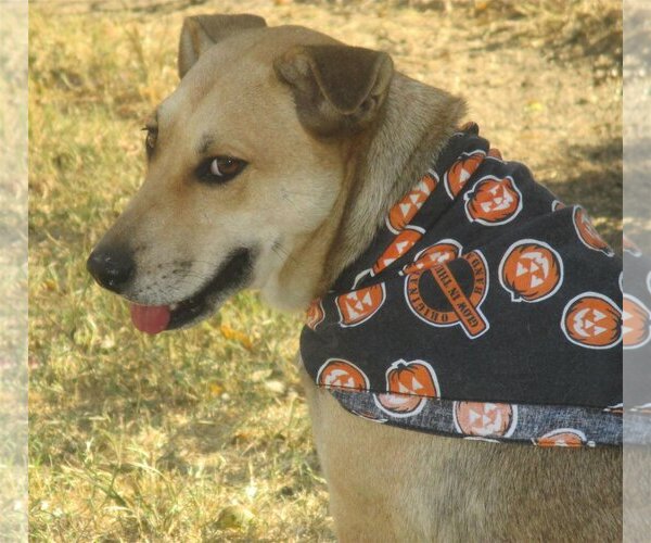 Medium Photo #2 Retriever -Unknown Mix Puppy For Sale in Godley, TX, USA