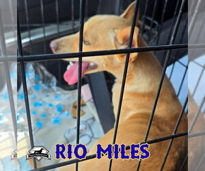 Rio Miles - Male Dachshund-Unknown Mix Dog for Adoption - Photo #15