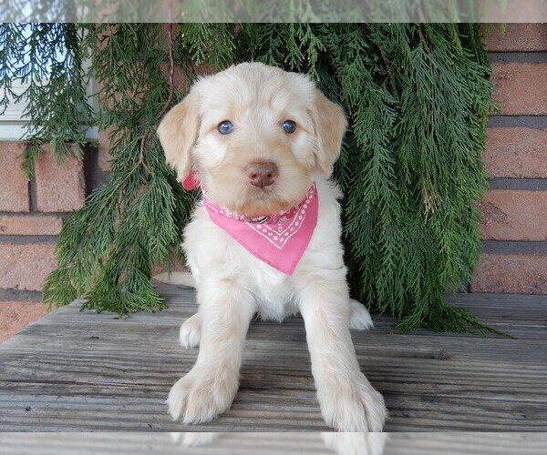 Medium Photo #3 Labradoodle Puppy For Sale in MILLERSBURG, OH, USA