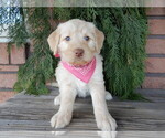 Small #2 Labradoodle