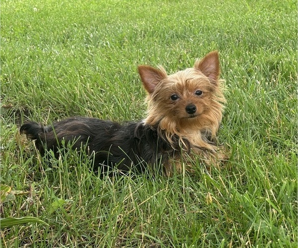 Medium Photo #3 Yorkshire Terrier Puppy For Sale in CANOGA, NY, USA