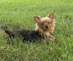 Small #2 Yorkshire Terrier