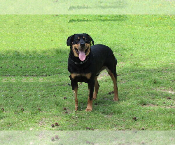 Medium Photo #4 Rottweiler-Unknown Mix Puppy For Sale in White Hall, AR, USA