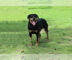 Butch - Male Rottweiler-Unknown Mix Dog for Adoption - Photo #4