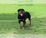 Small #3 Rottweiler Mix