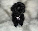 Puppy Black ShiPoo Shih-Poo