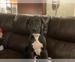 Small Great Dane