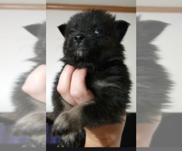 Medium Photo #1 Pomeranian Puppy For Sale in RADFORD, VA, USA
