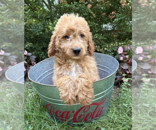 Medium Photo #3 Goldendoodle (Miniature) Puppy For Sale in MIDDLEBURY, IN, USA