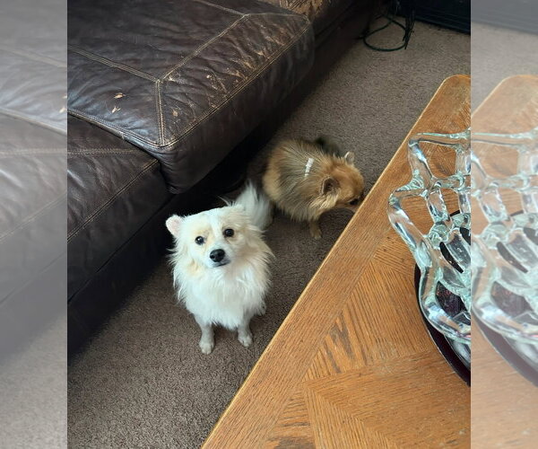 Medium Photo #3 Pomeranian-Unknown Mix Puppy For Sale in Grafton, WI, USA