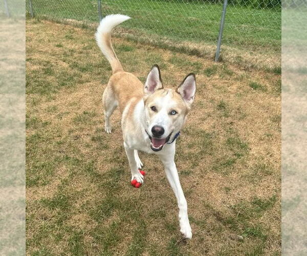 Medium Photo #5 Huskies -Unknown Mix Puppy For Sale in Muskegon, MI, USA