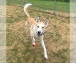 Small #4 Huskies  Mix