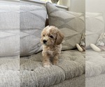 Small #13 Bichpoo
