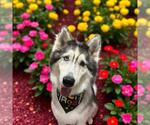 Small #2 Siberian Husky Mix