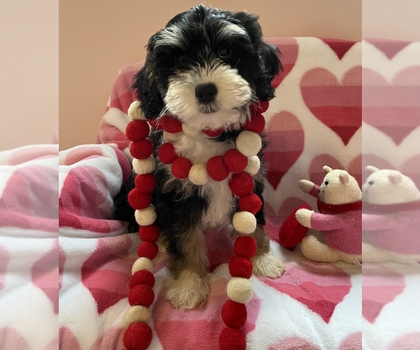 Medium Photo #1 Bernedoodle (Miniature) Puppy For Sale in SYLMAR, CA, USA