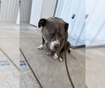 Small American Pit Bull Terrier