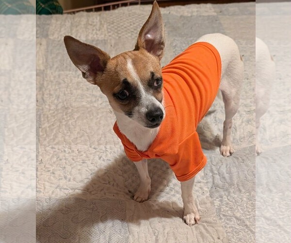 Medium Photo #2 Rat-Cha Puppy For Sale in Southbury, CT, USA