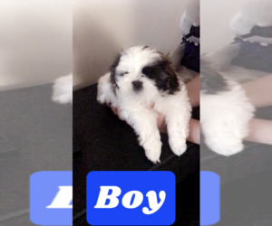 Shih Tzu Puppy for Sale in VACAVILLE, California USA