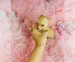 Small #25 Chihuahua