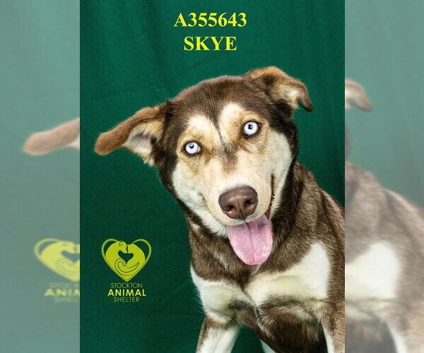 Medium Photo #1 Siberian Husky Puppy For Sale in Stockton, CA, USA