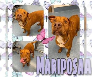 American Pit Bull Terrier-Labrador Retriever Mix Dogs for adoption in Pearland, TX, USA