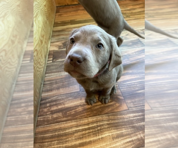 Medium Photo #3 Labrador Retriever Puppy For Sale in HADLOCK, WA, USA