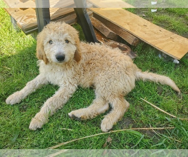 Medium Photo #1 Goldendoodle Puppy For Sale in LIZELLA, GA, USA