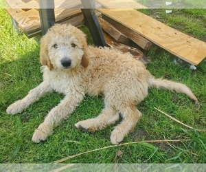Goldendoodle Puppy for Sale in LIZELLA, Georgia USA
