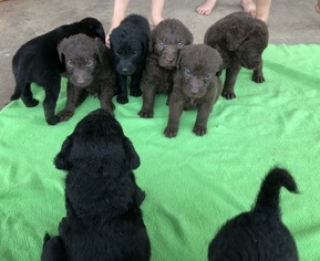 Labradoodle Puppy for sale in OSAWATOMIE, KS, USA