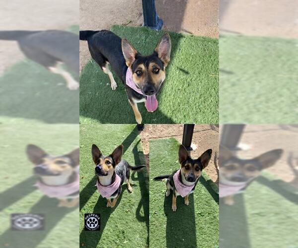 Medium Photo #1 German Shepherd Dog-Unknown Mix Puppy For Sale in HESPERIA, CA, USA