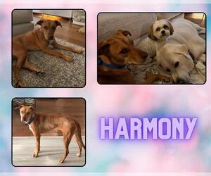 Labrador Retriever Dogs for adoption in Pearland, TX, USA