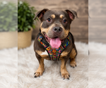 Small #9 Staffordshire Bull Terrier Mix