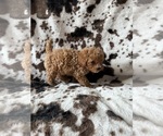 Small #1 Cavapoo (Miniature)