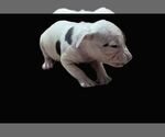 Small #3 American Bully