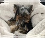 Small Photo #33 Yorkshire Terrier Puppy For Sale in HAYWARD, CA, USA