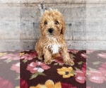 Small #8 Poodle (Miniature)