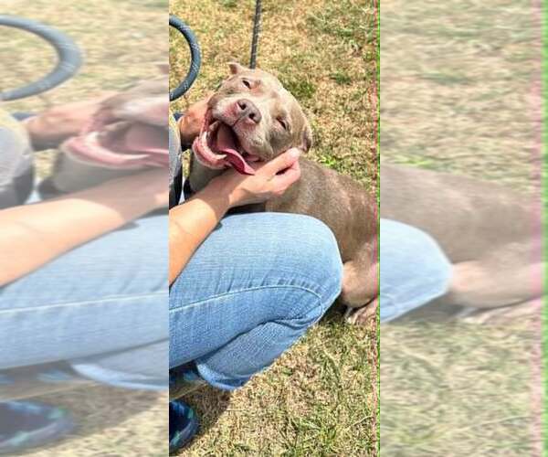 Medium Photo #4 Mutt Puppy For Sale in Abbeville, LA, USA