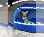 Small #1 Chihuahua