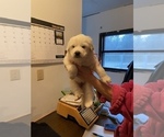 Small Photo #7 Great Pyrenees Puppy For Sale in NEWTONVILLE, NJ, USA