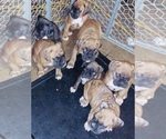 Small Photo #15 Boxer Puppy For Sale in HASLETT, MI, USA