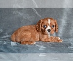 Small #1 Cavalier King Charles Spaniel