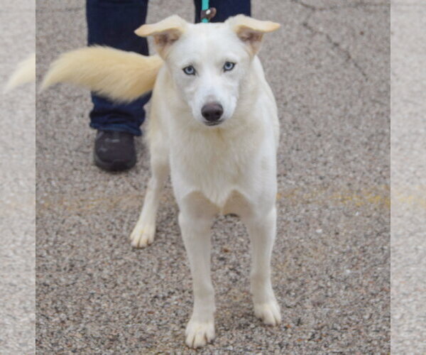 Medium Photo #3 Gerberian Shepsky Puppy For Sale in Huntley, IL, USA