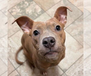 Mutt Dogs for adoption in Jefferson, WI, USA