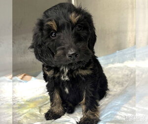 Golden Retriever-Unknown Mix Dogs for adoption in Washington, DC, USA