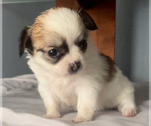 Chihuahua Puppy for Sale in ADAMSVILLE, Tennessee USA