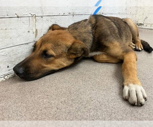 Mutt Dogs for adoption in San Bernardino, CA, USA