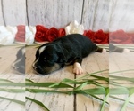 Small Photo #3 Miniature Australian Shepherd Puppy For Sale in VENUS, TX, USA
